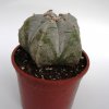 Opuntia_microdasys_f_rubra_1